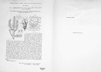 Melampsorella elatina image